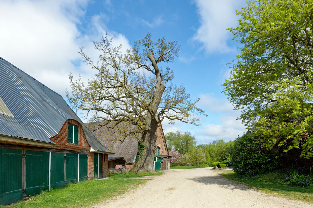 Eiche bei Bredeneek
