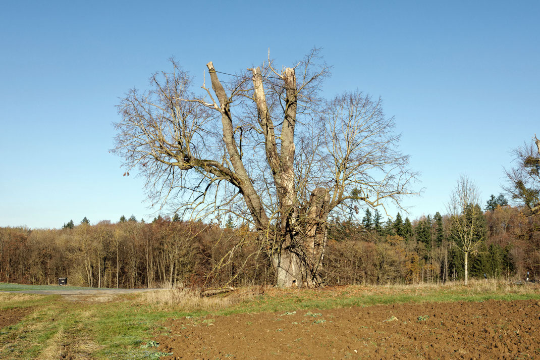 Linde bei Klosterlangheim