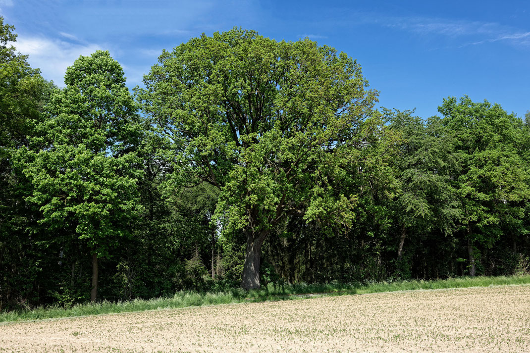 Eiche bei Neuses an den Eichen