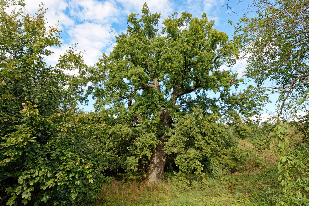 Eiche bei Kittendorf