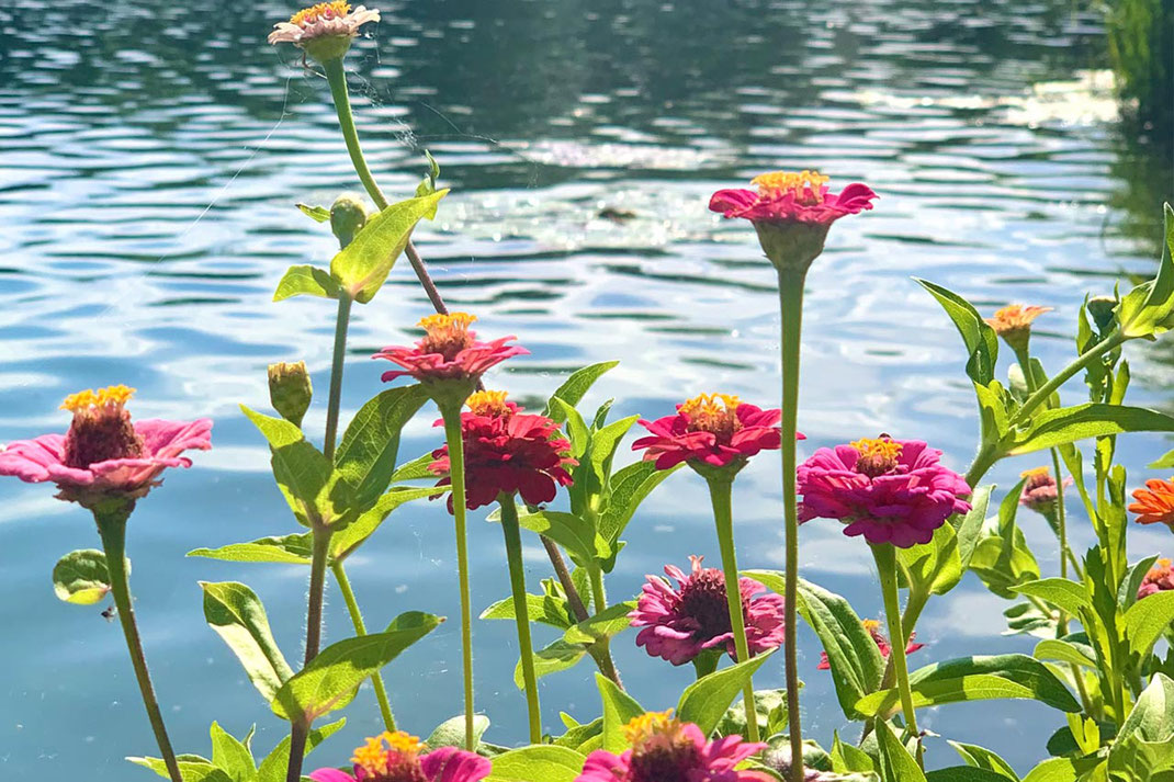 Blumen am See, aktuelle Jahreszeit Sommer, TCM und Akupunktur auch bei Autoimmunkrankheiten - Praxis Dr. Liselotte Hutzel, Bühlertal/Baden-Württemberg