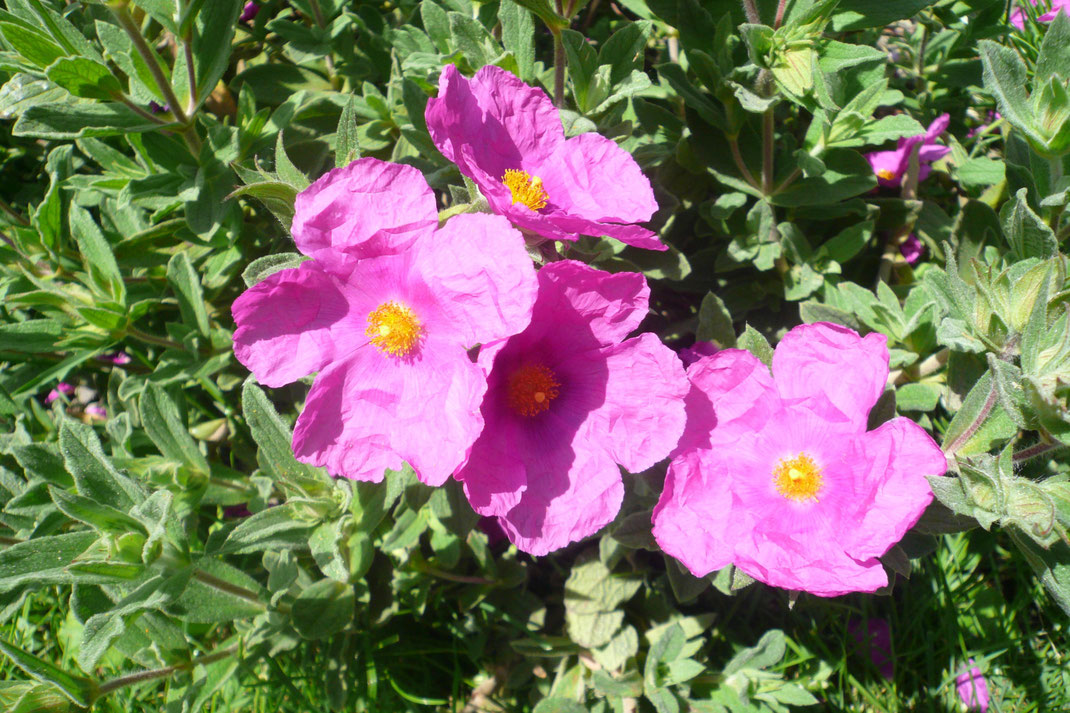 Cistus pulverulentus hat ebenfalls keine Probleme mit den Schaffhauser Wintern