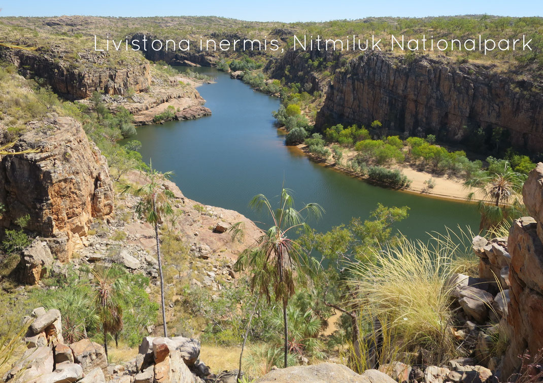 Livistona inermis, Nitmiluk Nationalpark, Katherine Gorge