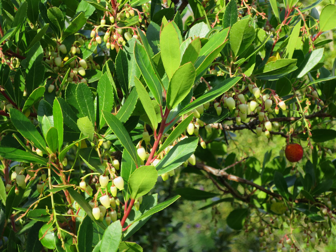 Arbutus unedo (Erdbeerbaum) mit Blütentrauben und Frucht. Ausgepflanzt in Schaffhausen.