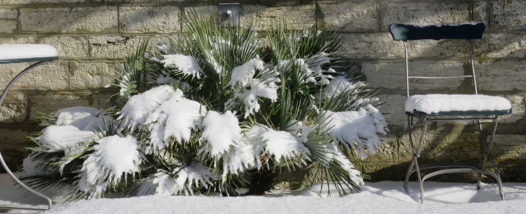 Chamaerops humilis var. argentea (Blaue Zwergpalme) im Schnee im Garten in Schaffhausen