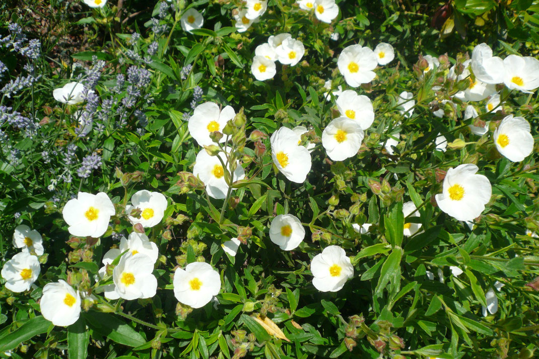 Cistus oblongifolius hat sich in Schaffhausen als sehr frostverträglich erwiesen.