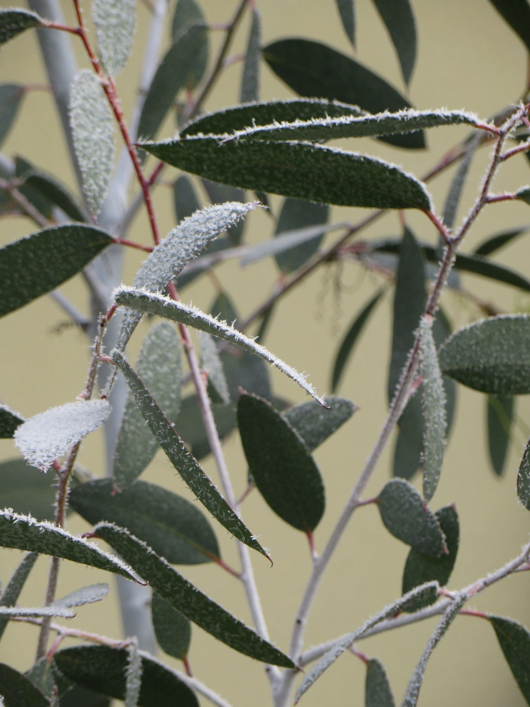 Eucalyptus debeuzevillei mit Reif