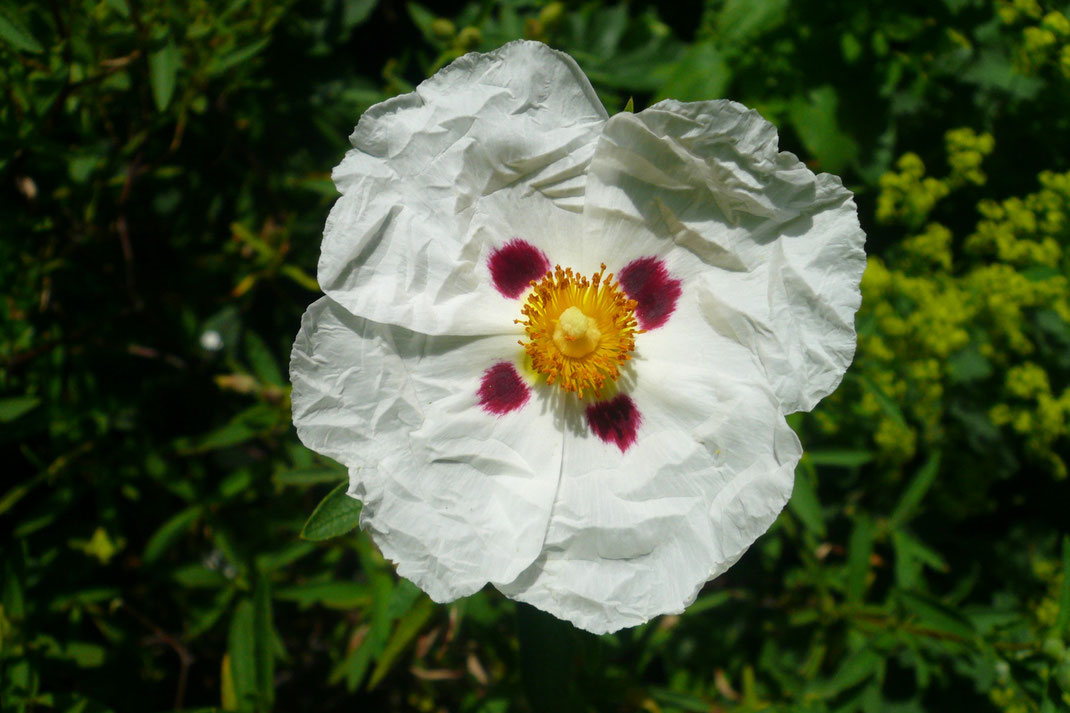 Cistus x purpureus 'Alan Fradd'