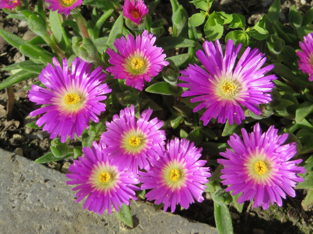 Delosperma sutherlandii in Schaffhausen