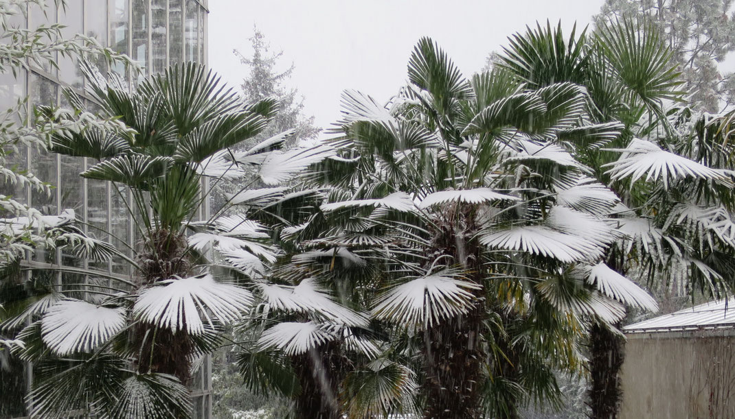 Trachycarpus wagnerianus (Wagners Hanfpalme, links) und Trachycarpus fortunei (Chinesische Hanfpalme, rechts) im Botanischen Garten in Genf im Schnee. 