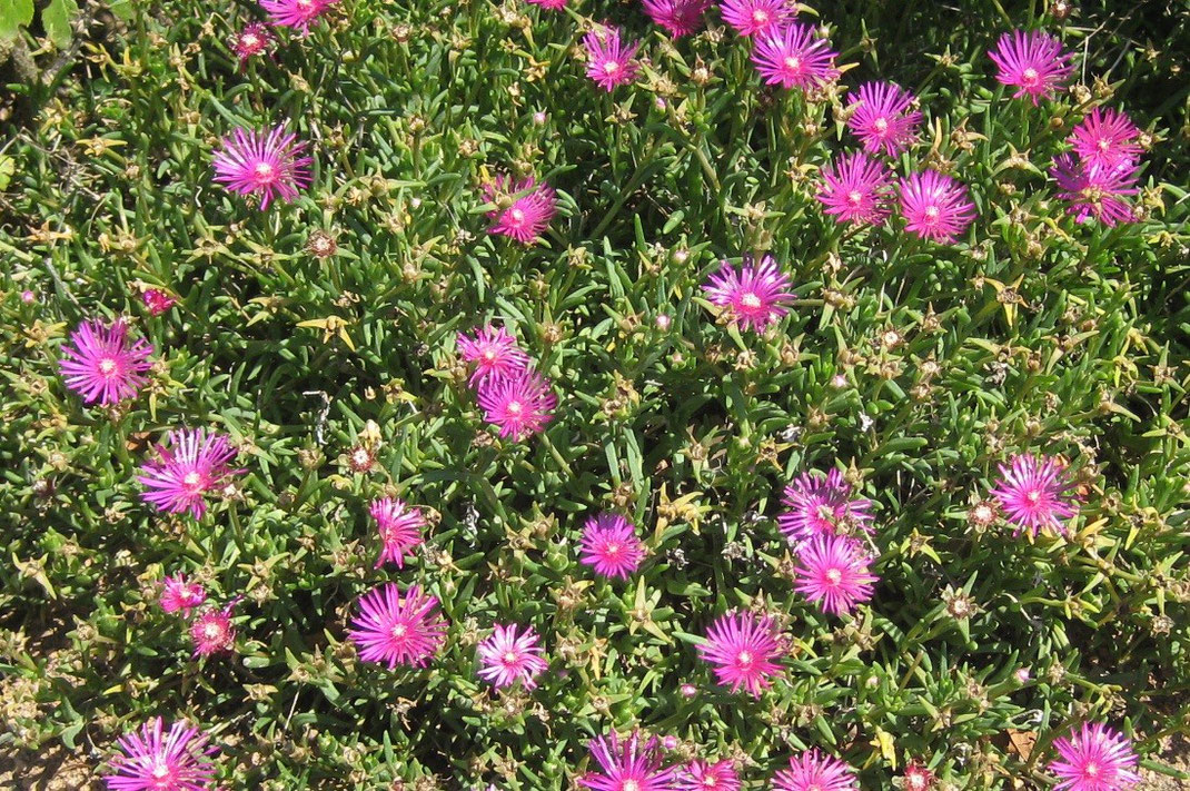 Polster von blühenden Delosperma cooperi im Burgund