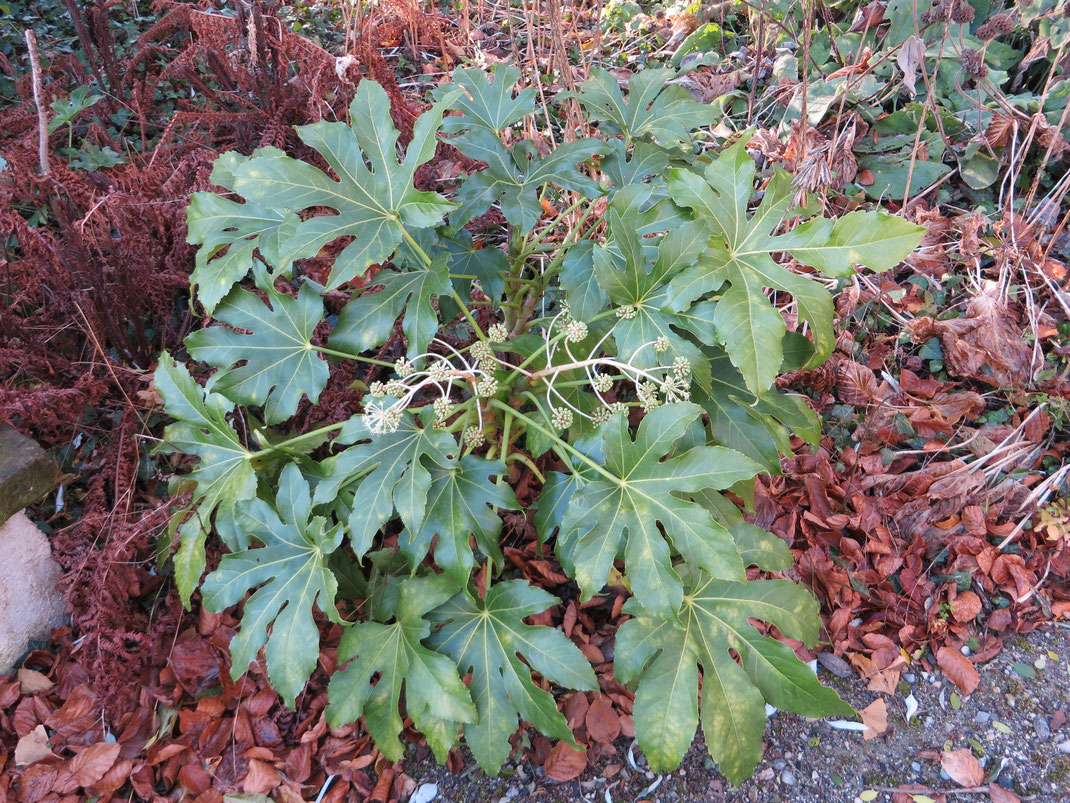 Fatsia japonica ausgepflanzt in Schaffhausen.