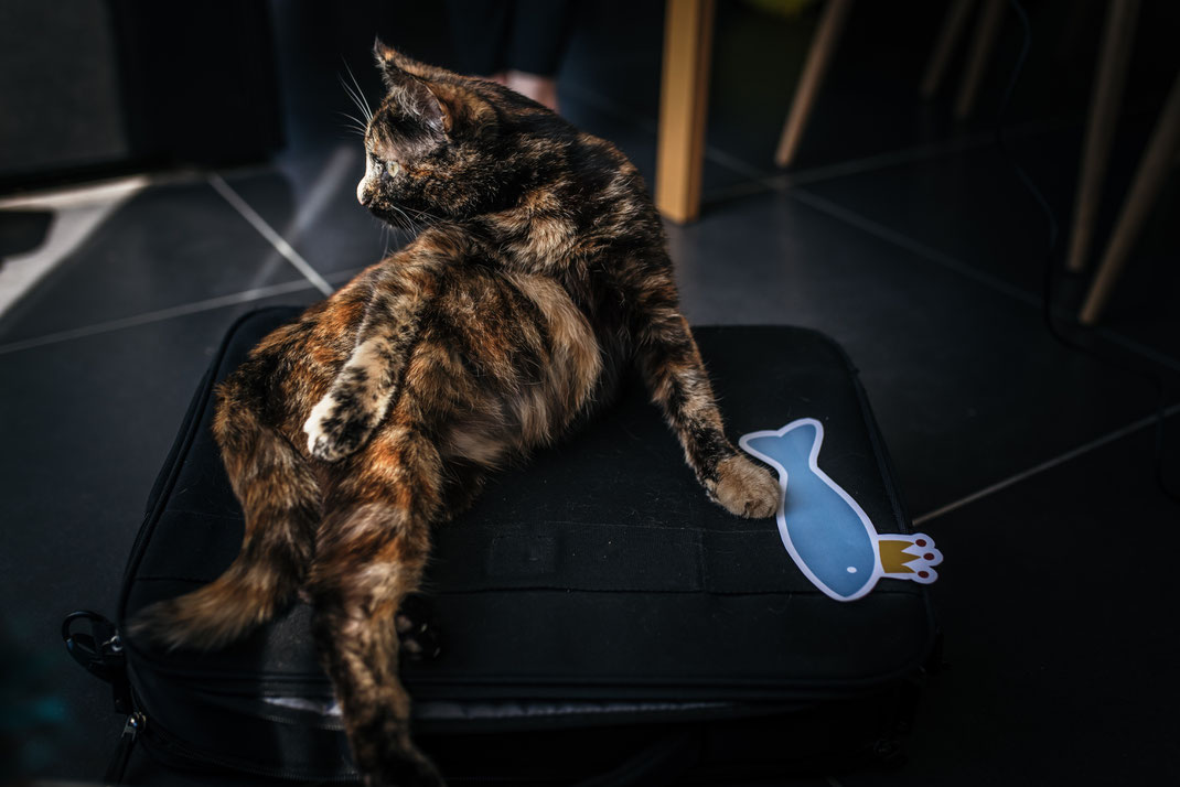grossesse chat