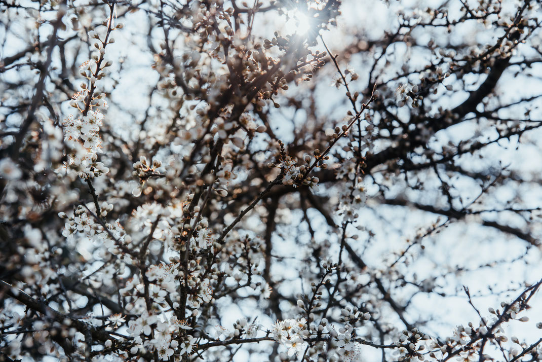 arbre à fleur