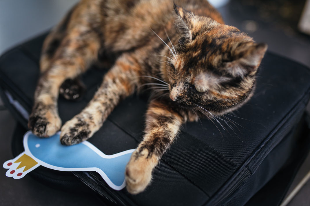 chat écaille de tortue