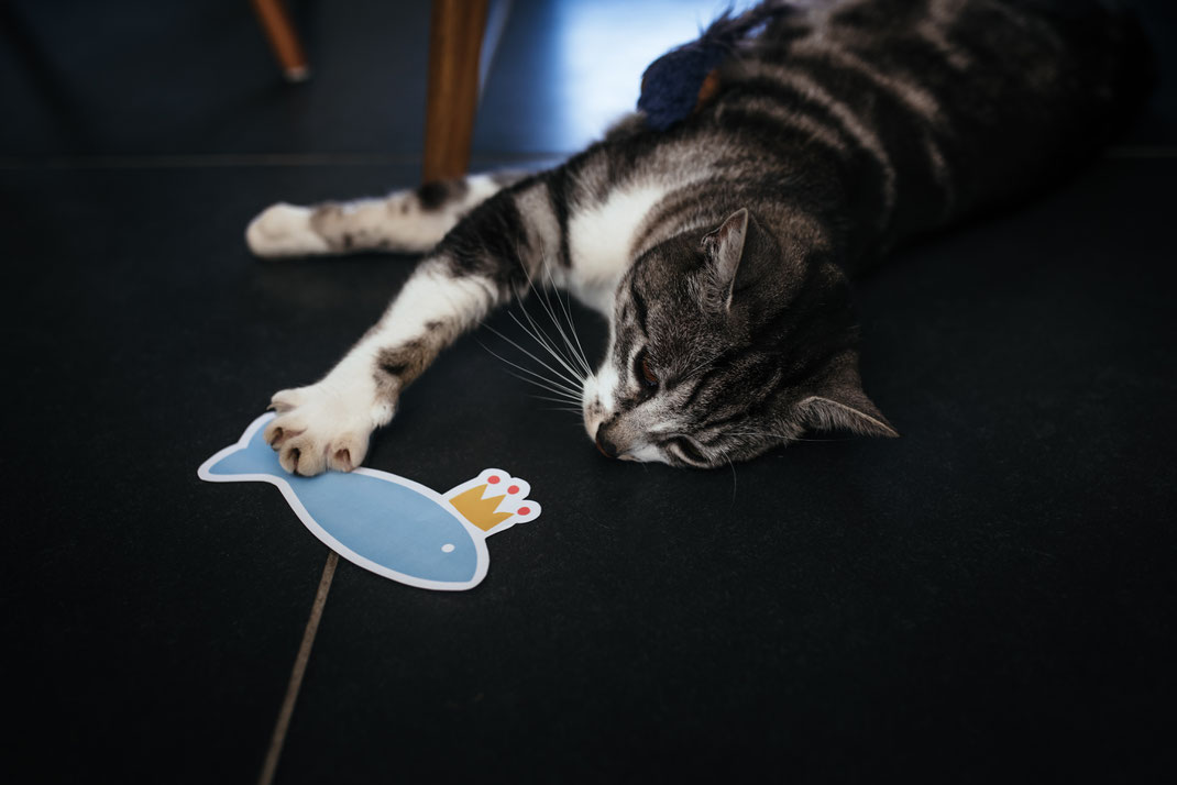 chat tigré