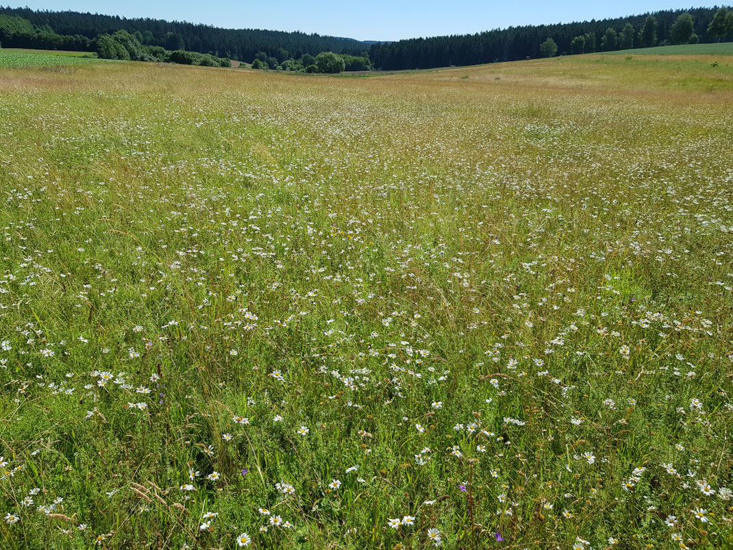Blütenreiche Mähwiese im LBV-Schutzgebiet Silberwiese bei Mähring. Foto: Susanne Pätz
