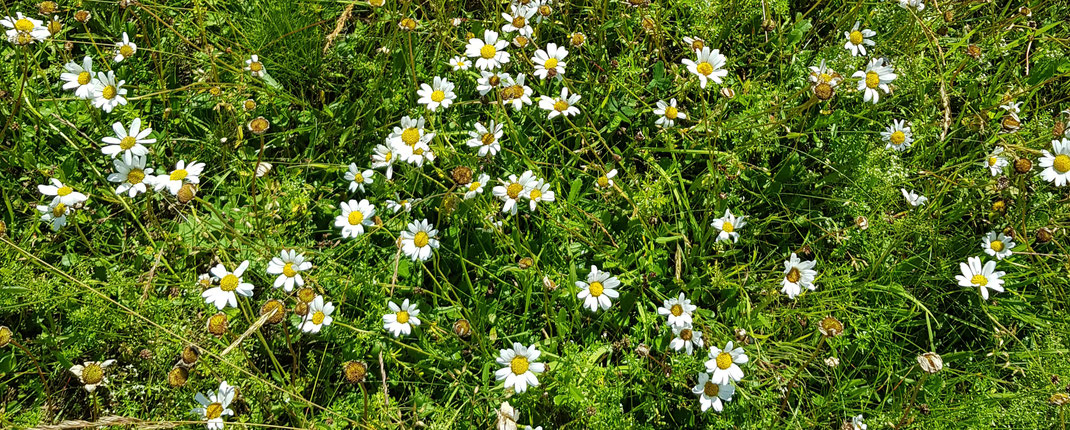 Silberwiese mit vielen Margeriten. Foto: Susanne Pätz