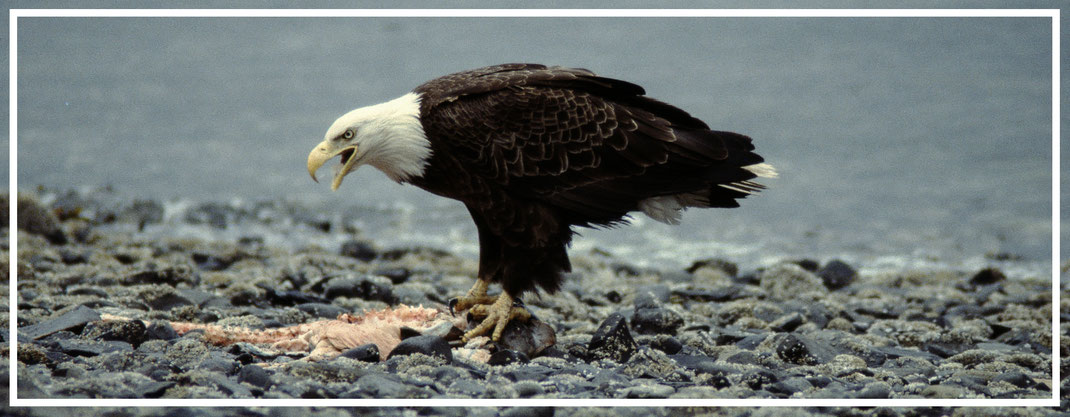 Weisskopfseeadler-Glacier-Bay-Nationalpark-Alaska-2-Tour-J310