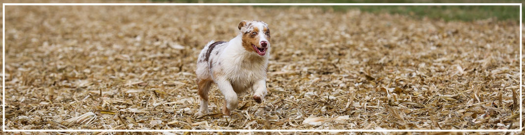 Tierfotograf-Hund-N478