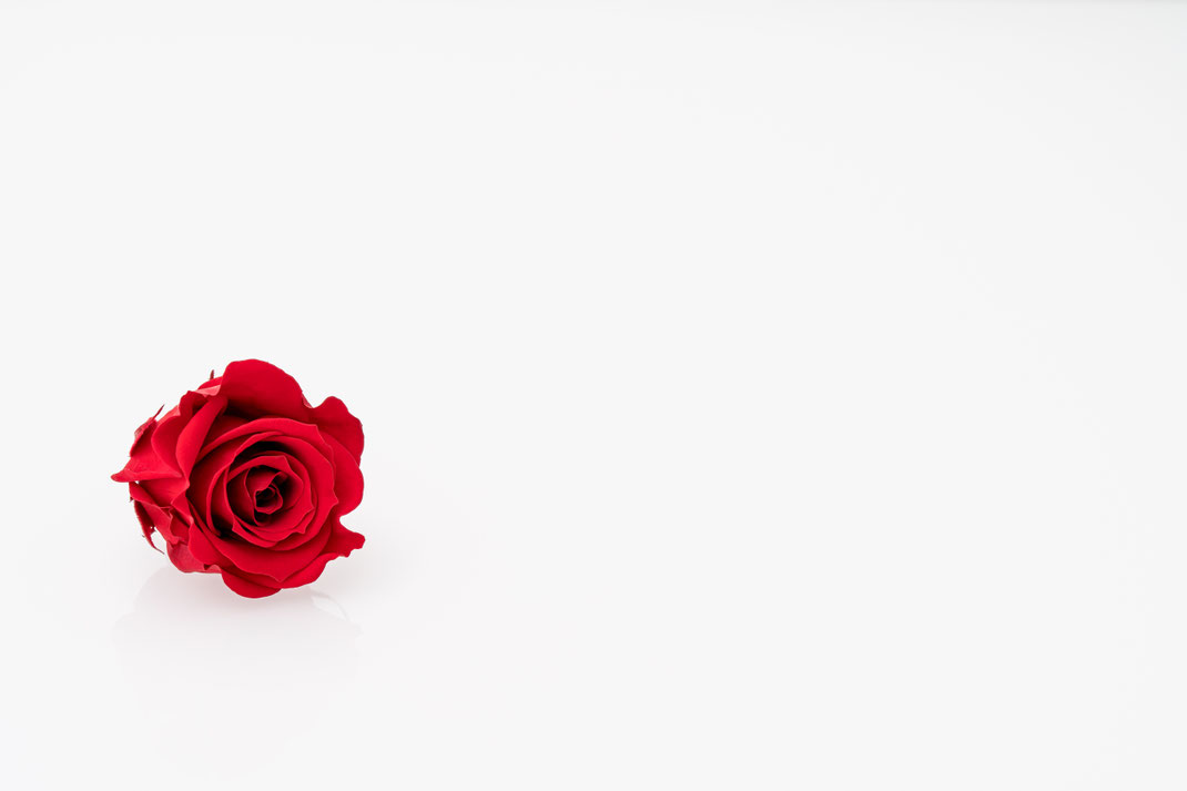 Foto 6 - Rosen sind rot,...