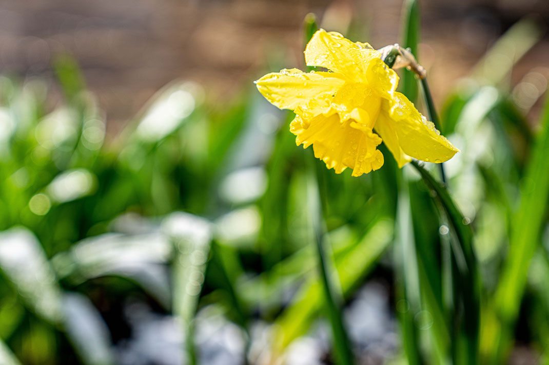 Martin - Foto 13 - Eis-Blüte im Frühling