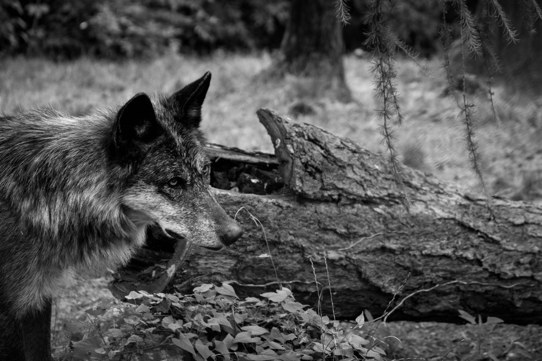 Andrea - Foto 13 - Der einsame Wolf