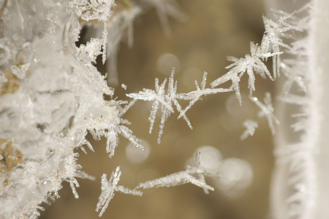 Franz - Foto 8 - Eiskalte Spinnfäden