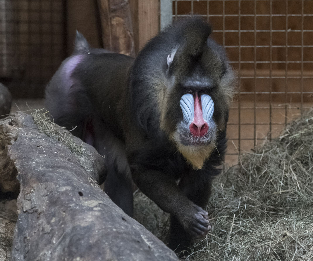 Nikon D5 @ ISO 28.800