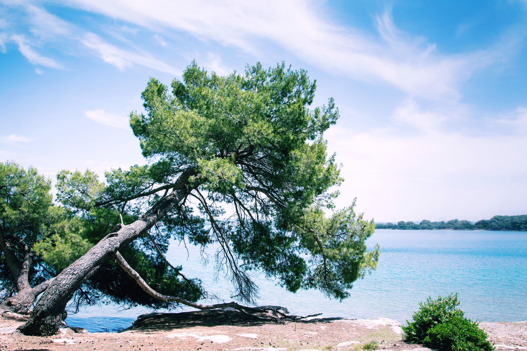 Andrea - Foto 8 - Baum am Meer 