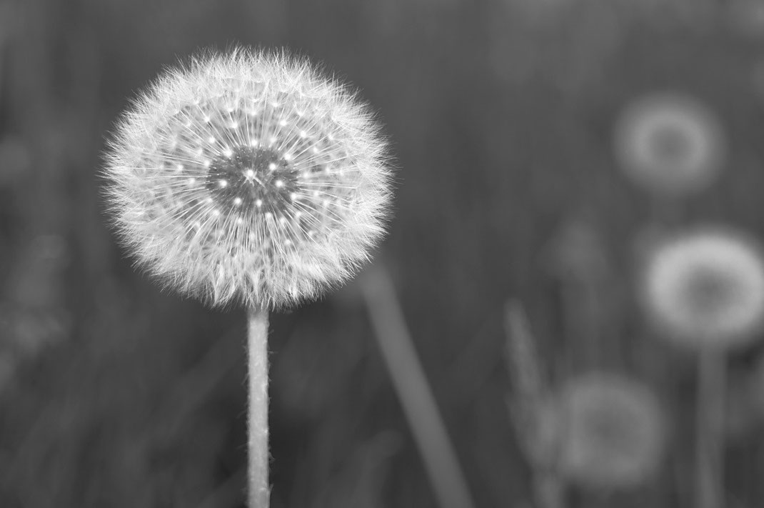 Peter - Foto 1 - Natur-Struktur