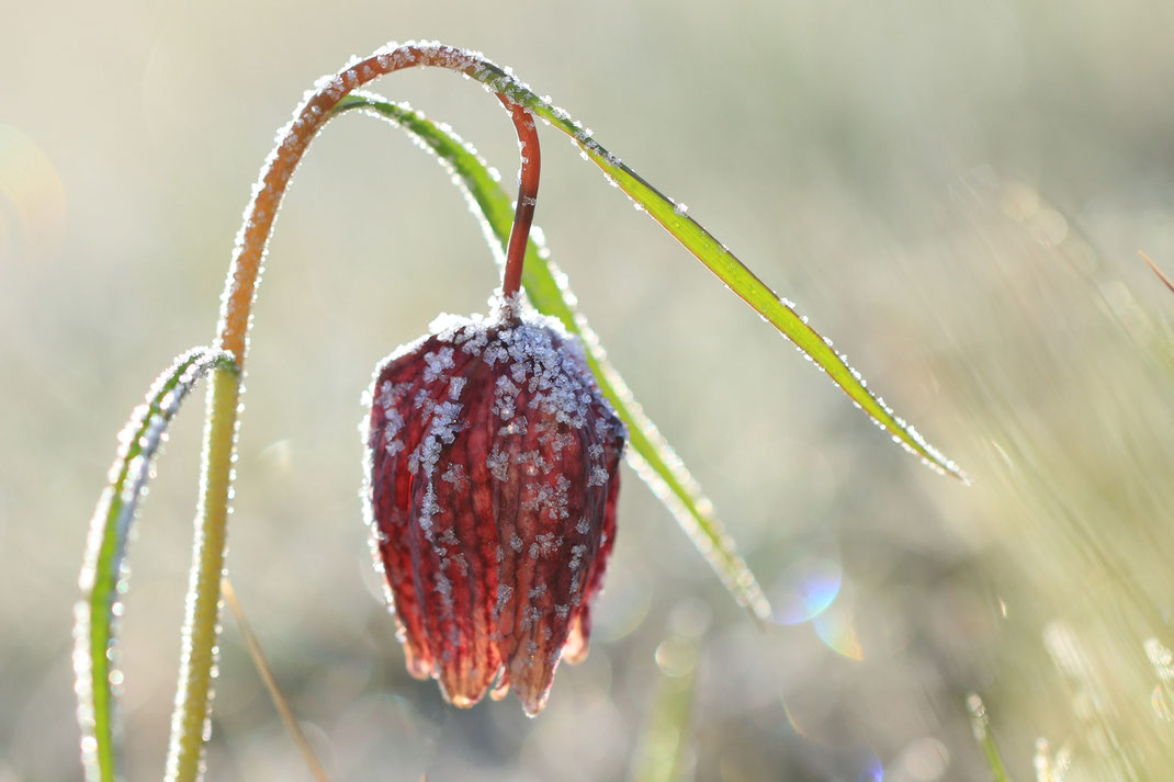 Franz - Foto 11 - Frostiges Erwachen