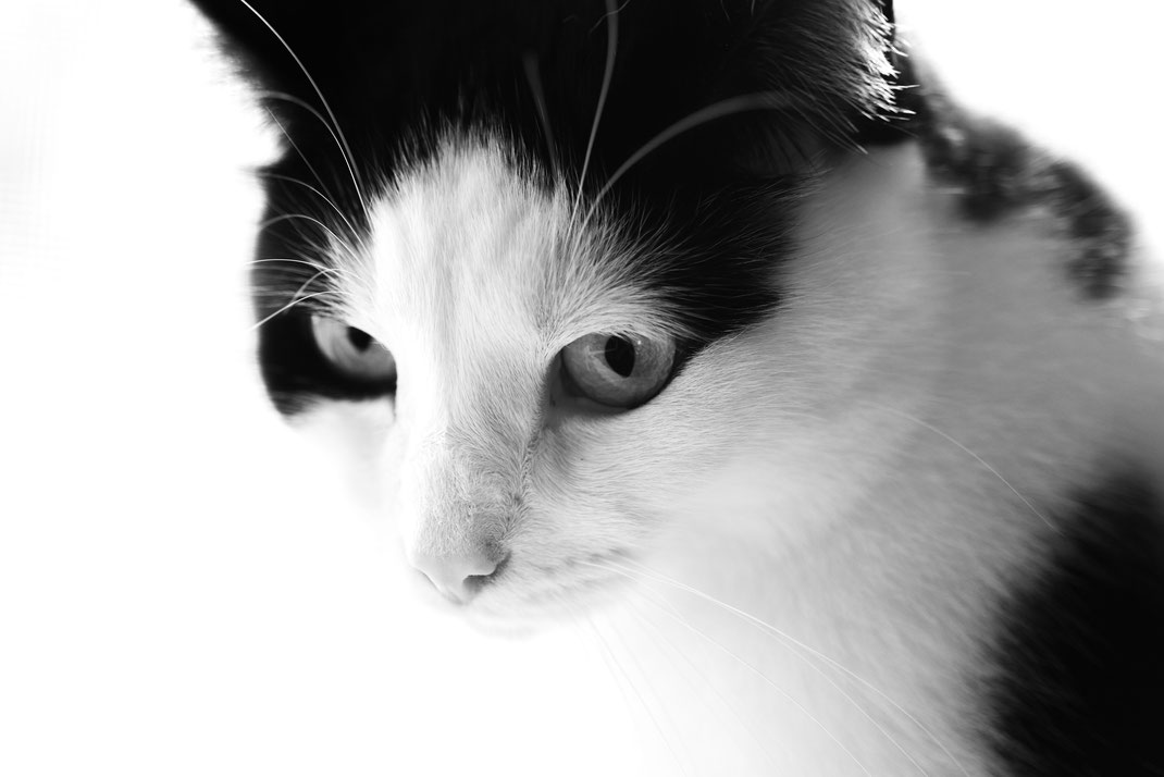 Raimund - Foto 7 - Wo ist mein Futter?