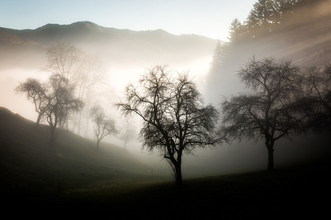 Peter - Foto 3 - Nebelgrenze