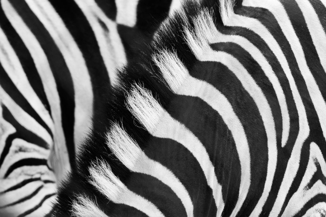 Andrea - Foto 5 - Zebra