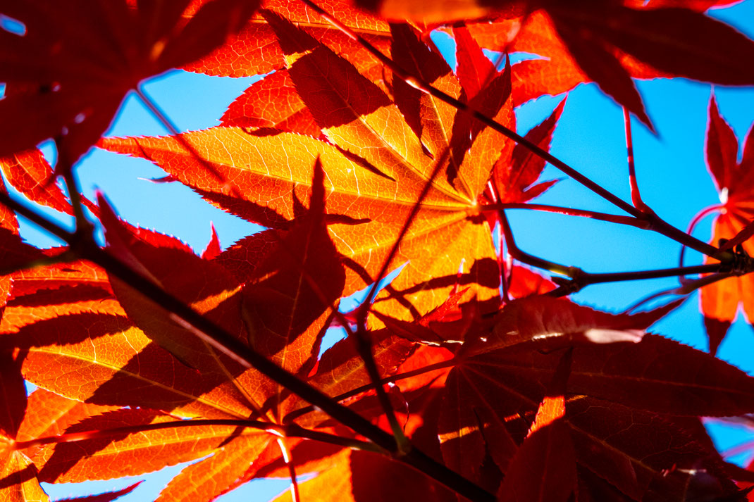 Raimund - Foto 6 - Rot trifft Blau