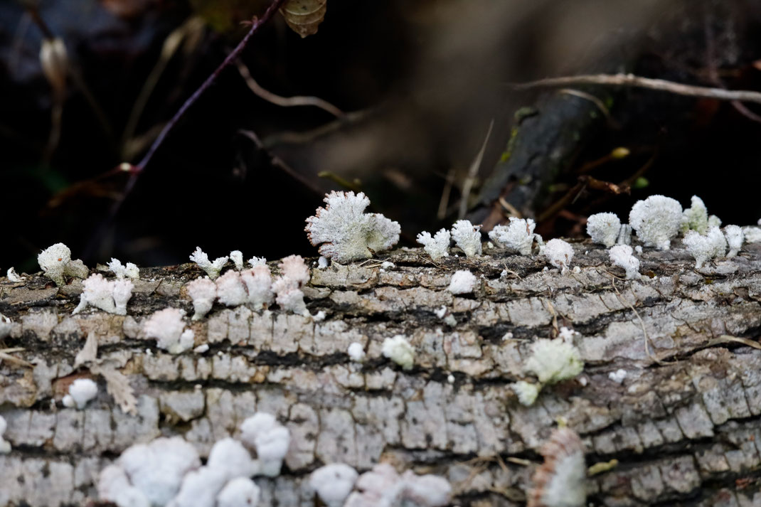 Bea - Foto 2 - Lebensraum Holz