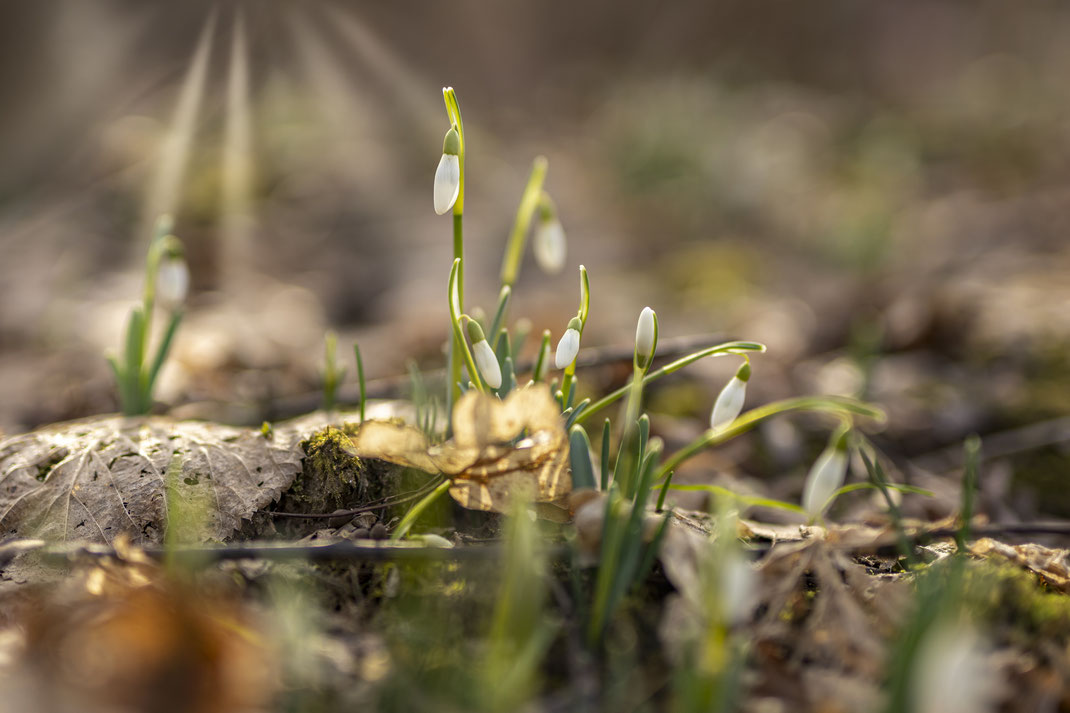 Gerald - Foto 3 - Erste Frühlingsboten