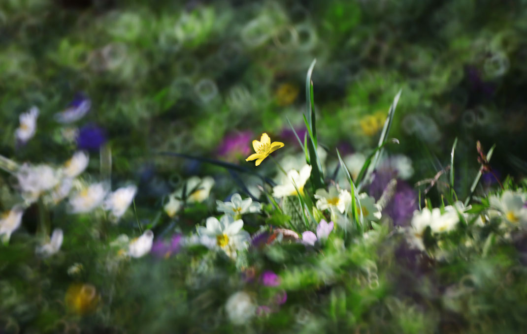 Bea - Foto 6 - Die Blumen beginnen zu blühen und die Elfen tanzen  (Objektiv CANON 500MM F8 S.S.C. REFLEX LENS BJ1979)