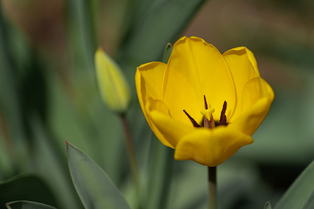 Sarah - Foto 15 - «Wildwuchs» im Garten