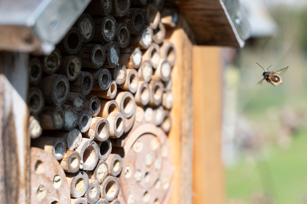 Andrea - Foto 14 - Das Erwachen der Wildbienen