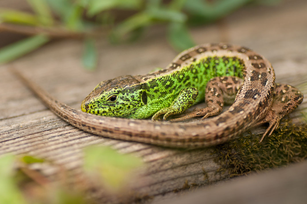 Astrid - Foto 4 - einheimischer Drache