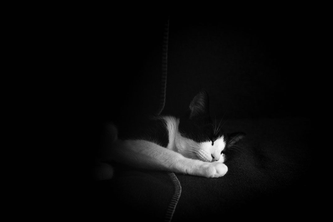 Norbert - Foto 8