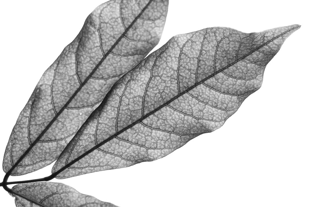 Conny - Foto 8 - Schönheit liegt im Detail