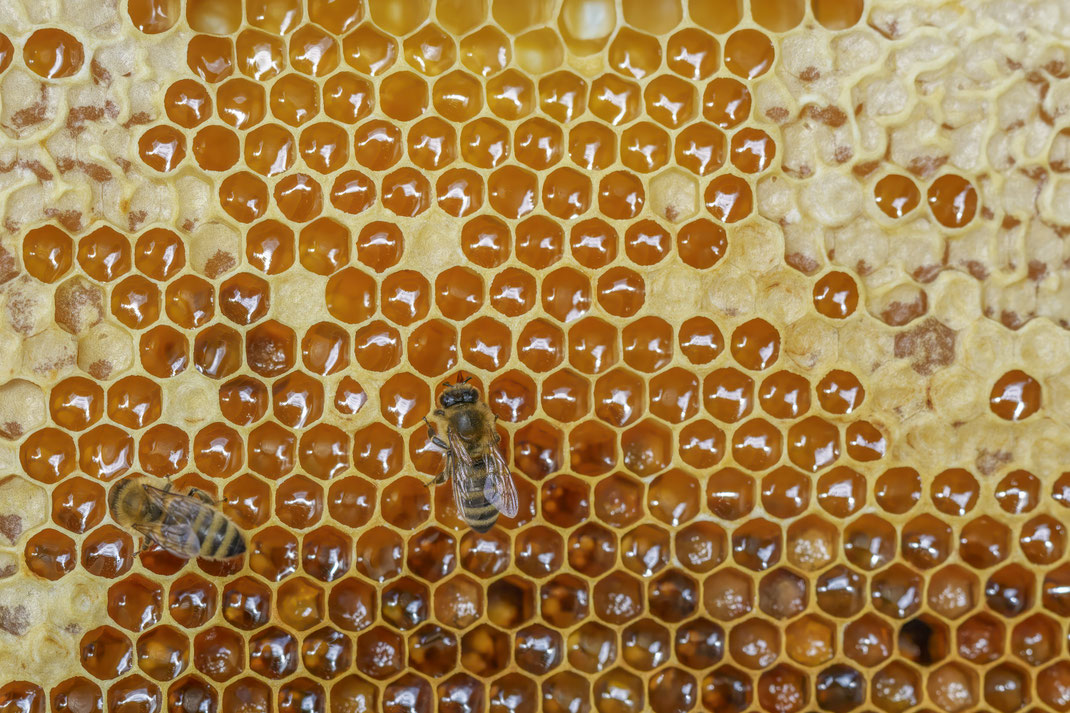 Gerald - Foto 3 - Farben eines Bienenalltags