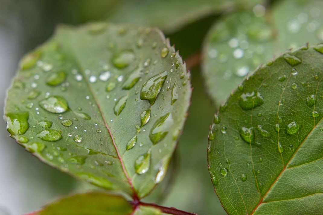 Anna - Foto 5 - nach dem Regen...