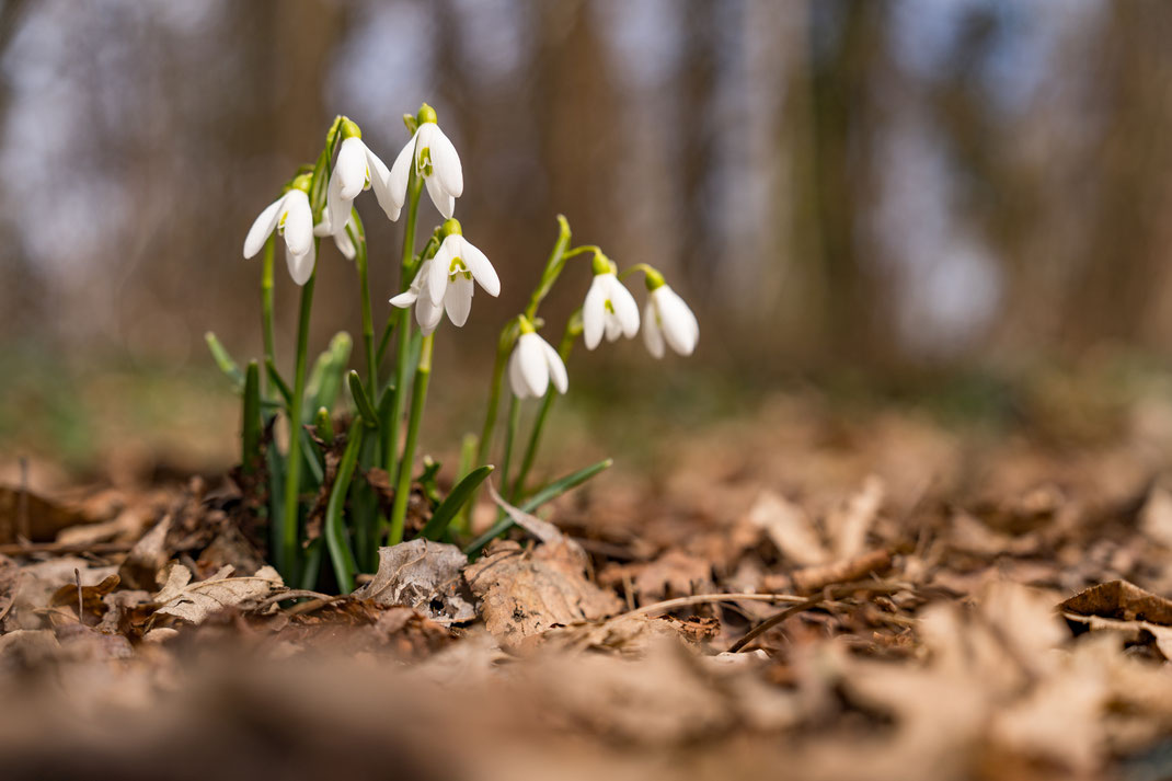 Conny - Foto 2 - Erwacht im Frühlingslicht
