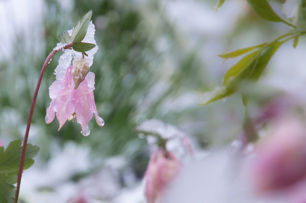 Astrid - Foto 10  - schneeREGEN