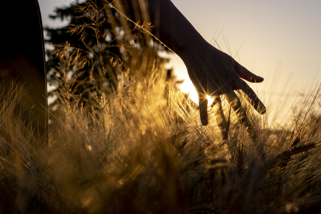 Gerald - Foto 5 - touch the corn