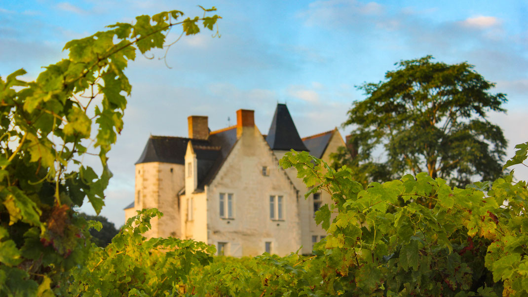 Visite oenologique du vignoble du Château de la Roche (Azay-le-Rideau)